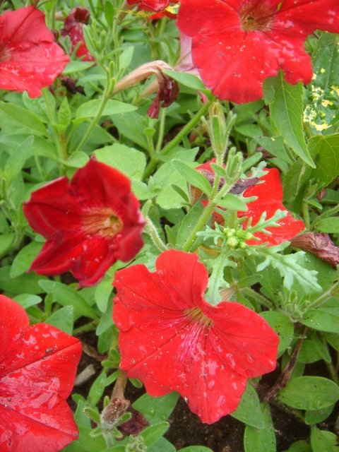 Petunia x 'Avalanche rouge vif'